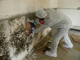 mold removal Hanover Park